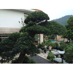 廣州市施工隊產業(yè)鏈 批發(fā)、供應與廠家的園林綠化工程全景解析